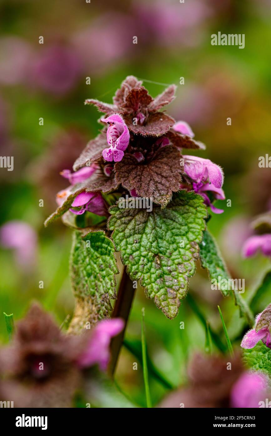 Un morto nettles su un prato Foto Stock
