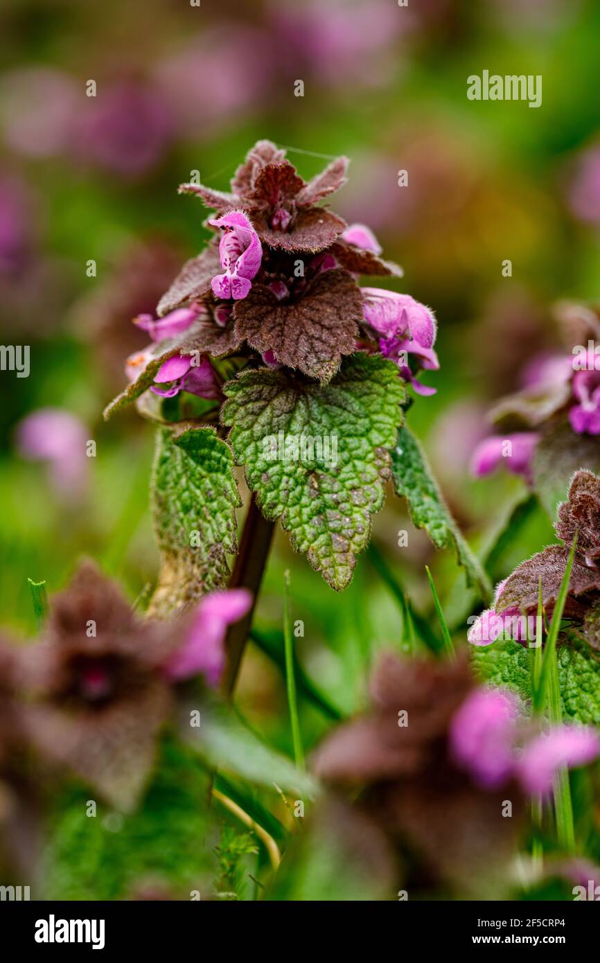 Un morto nettles su un prato Foto Stock