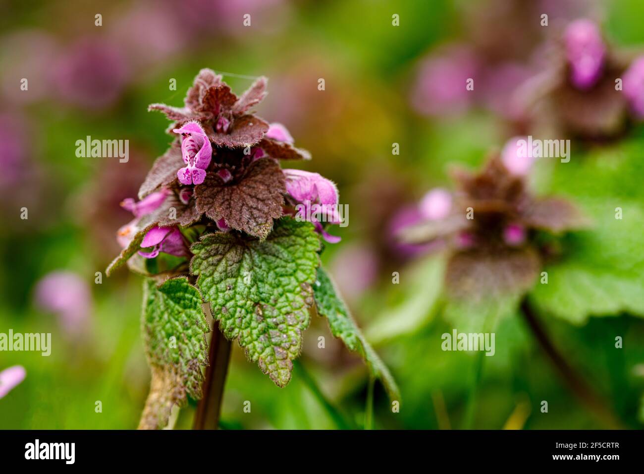 Un morto nettles su un prato Foto Stock
