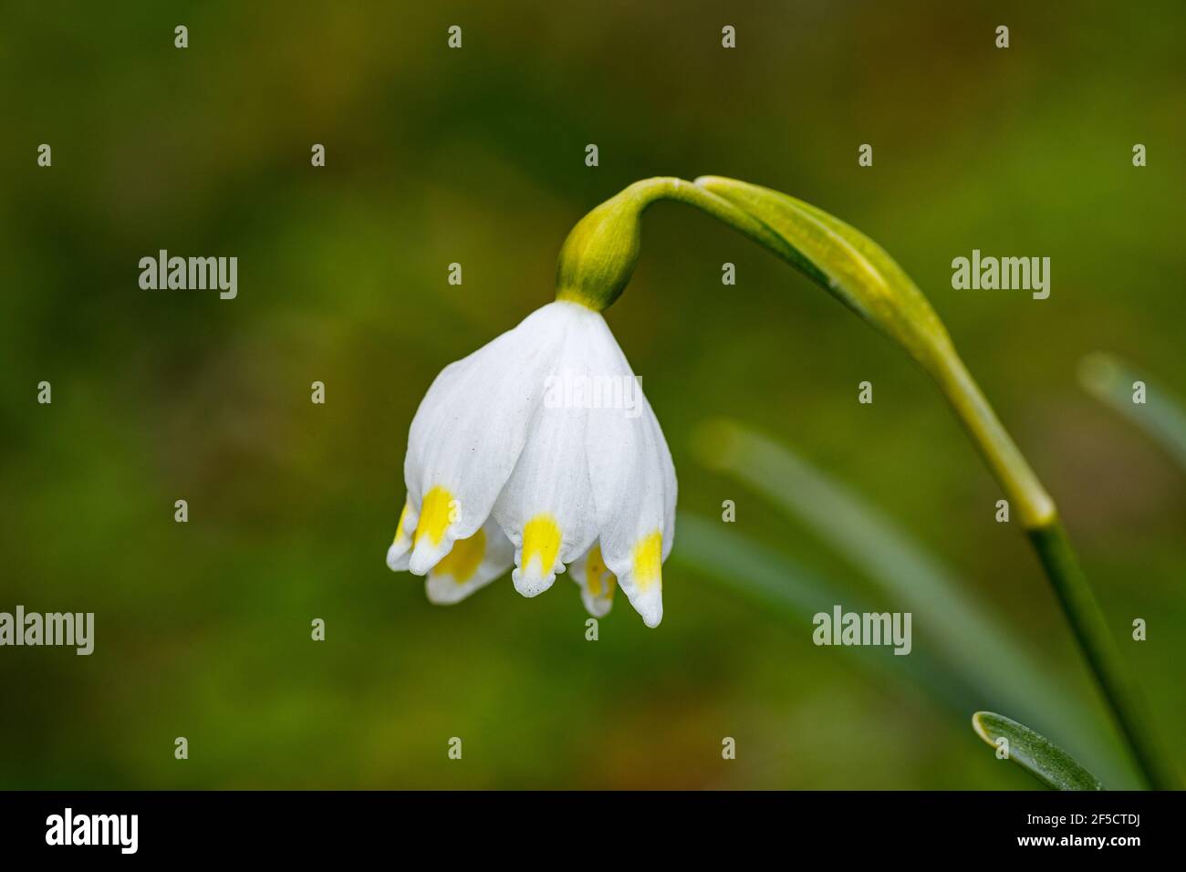 Un fiore di goccia di neve in fiore Foto Stock