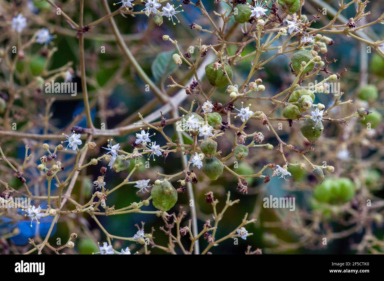 I semi di teak (Tectona grandis), disposti in grappoli fitti alla fine dei rami, a Gunung Kidul, Yogyakarta, Indonesia Foto Stock