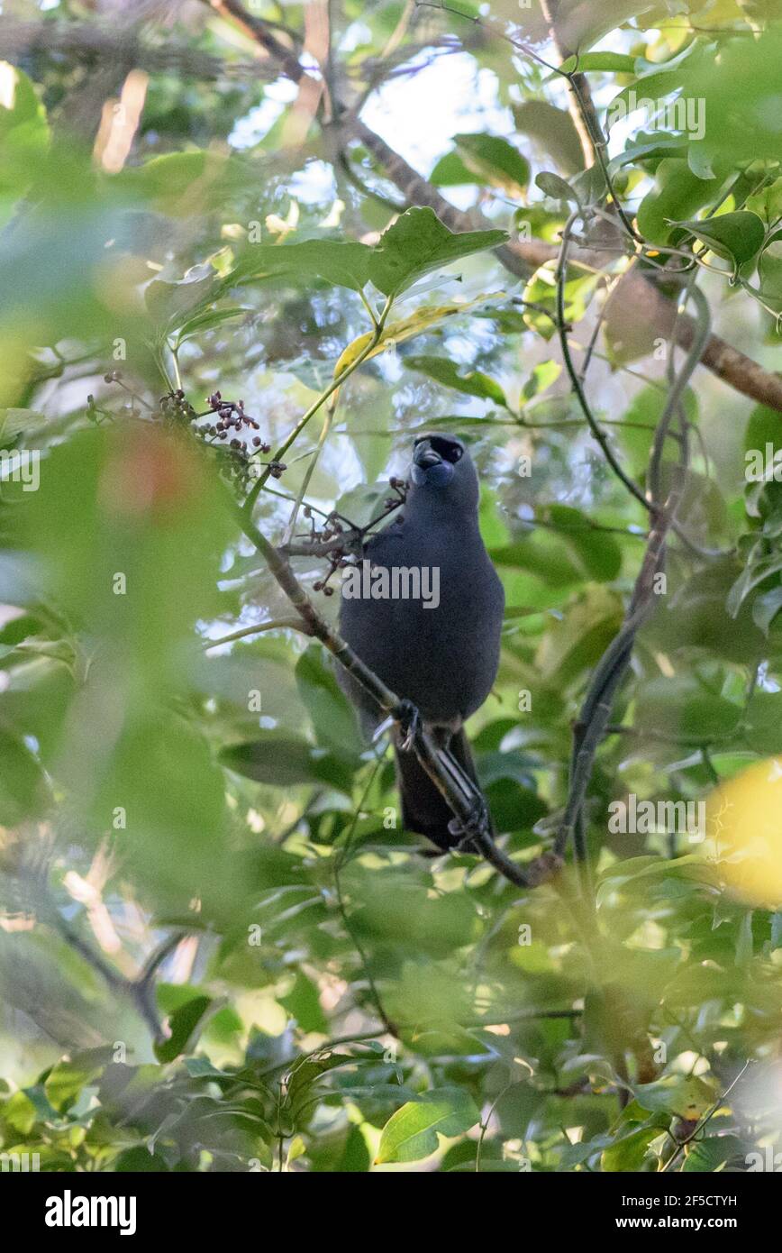 (210326) -- WELLINGTON, 26 marzo 2021 (Xinhua) -- la foto non datata mostra un kokako nei boschi della Nuova Zelanda. Gli sforzi di recupero in più di due decenni hanno visto il kokako dell'Isola del Nord, uno degli uccelli più rappresentativi della Nuova Zelanda, riportato dall'orlo dell'estinzione, ha detto venerdì il ministro della conservazione della Nuova Zelanda Kiri Allan. Il kokako è costituito da due specie di uccelli della foresta in via di estinzione endemiche per la Nuova Zelanda, il kokako dell'Isola del Nord e il kokako dell'Isola del Sud presumibilmente estinto. (Dipartimento di conservazione/consegna della Nuova Zelanda via Xinhua) Foto Stock