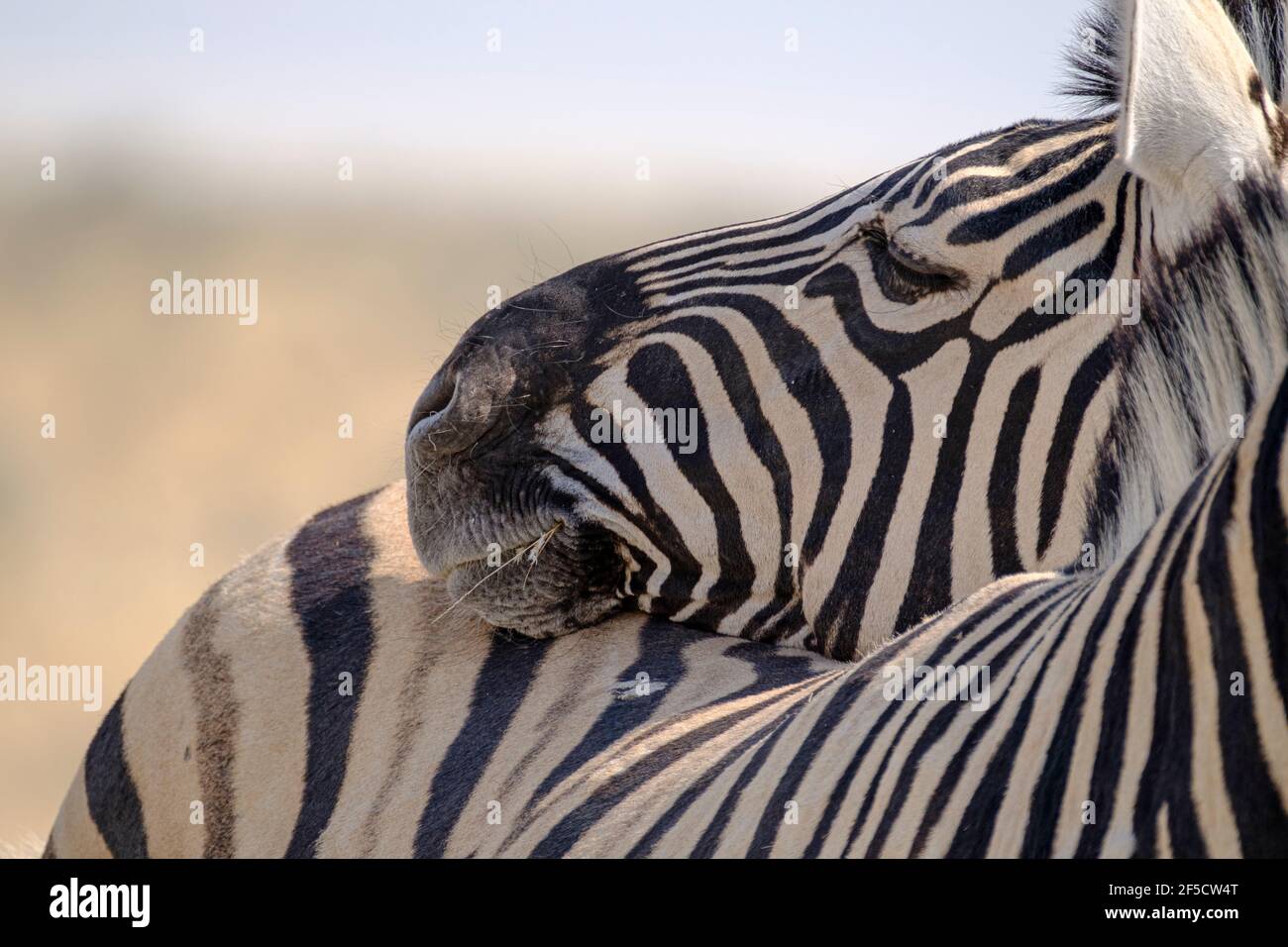 2 Zebras (Equus burchelli) appoggiano la testa su un altro animale. Parco Nazionale di Etosha, Namibia Foto Stock