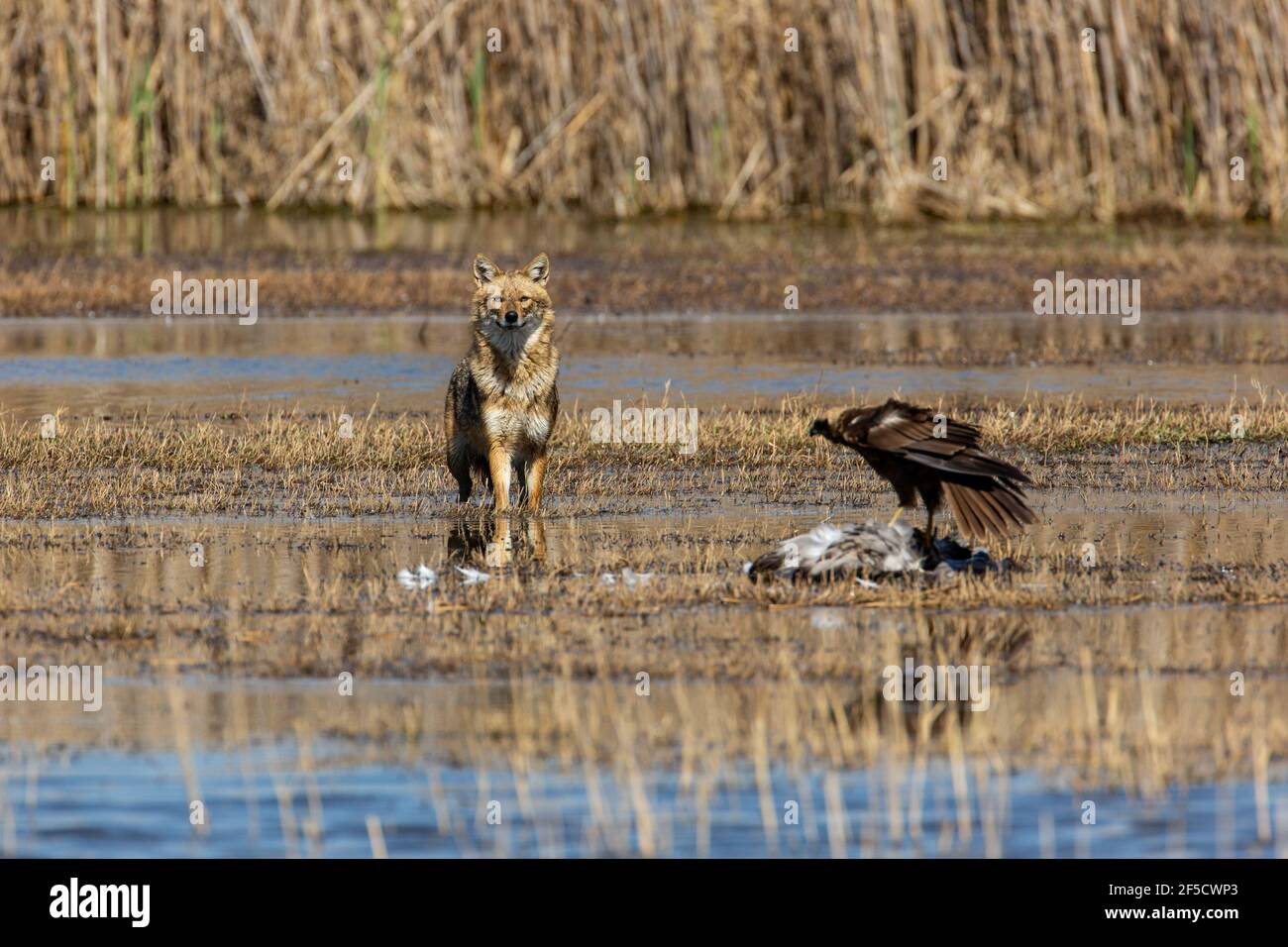 Golden Jackal (Canis aureus) e il falco di palude (Circus aeruginosus), mangiare un comune gru (grus grus). Fotografato nella Valle di Hula Israele Foto Stock
