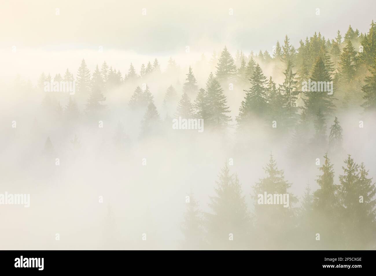 Geografia / viaggio, Svizzera, foresta nella nebbia, Zug, diritti-aggiuntivi-clearance-Info-non-disponibile Foto Stock