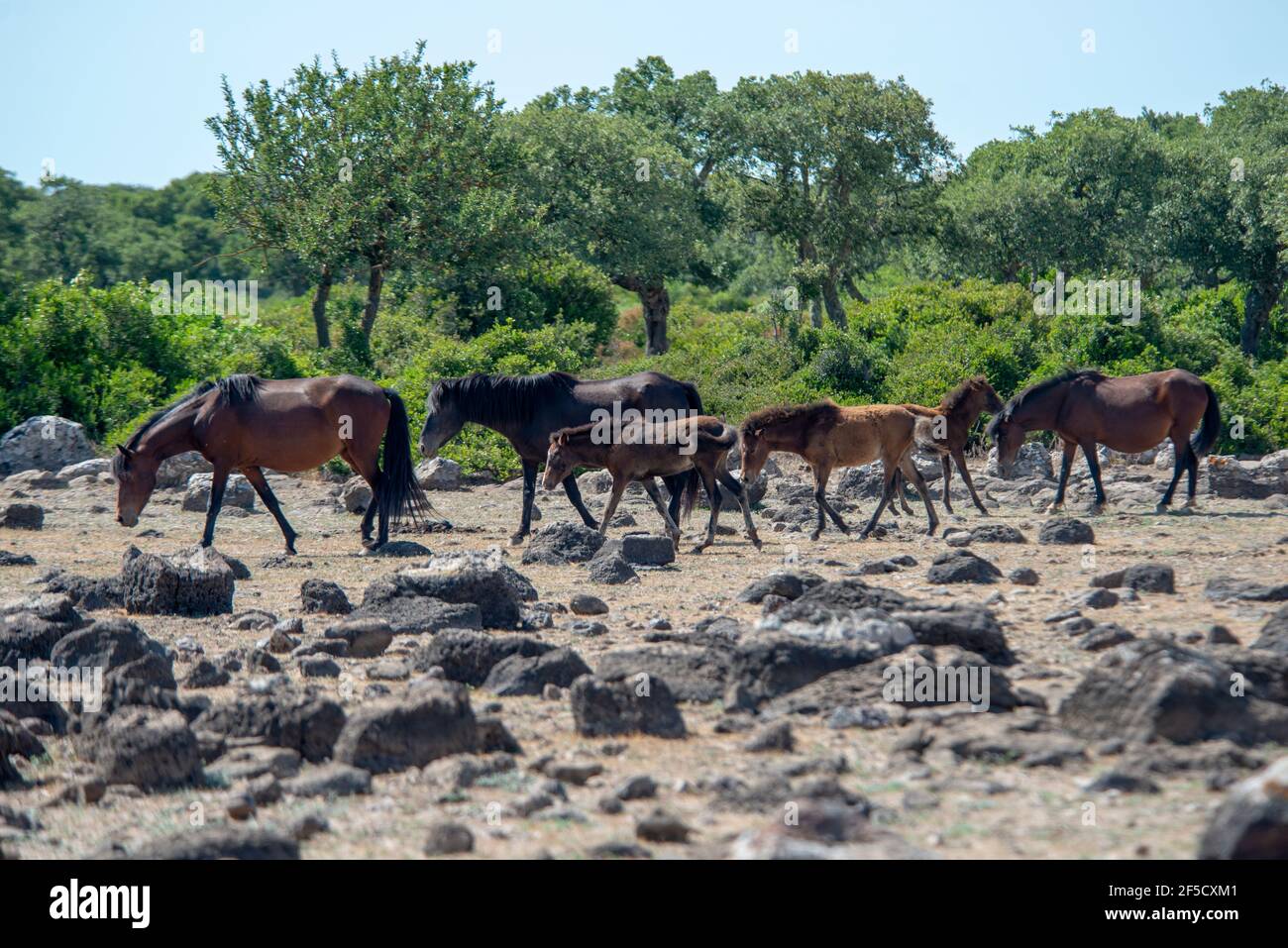 Cavallini della Giara, cavalli selvatici, Giara di Gesturi altopiano basaltico, Marmilla, Provincia di Medio Campidano, Sardegna, Italia Foto Stock