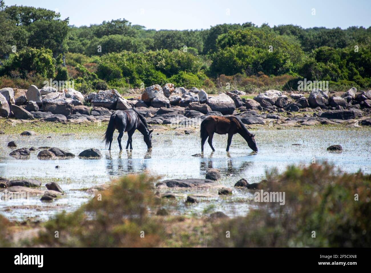 Cavallini della Giara, cavalli selvatici, Giara di Gesturi altopiano basaltico, Marmilla, Provincia di Medio Campidano, Sardegna, Italia Foto Stock