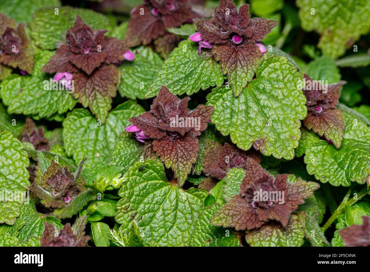 Un morto nettles su un prato Foto Stock