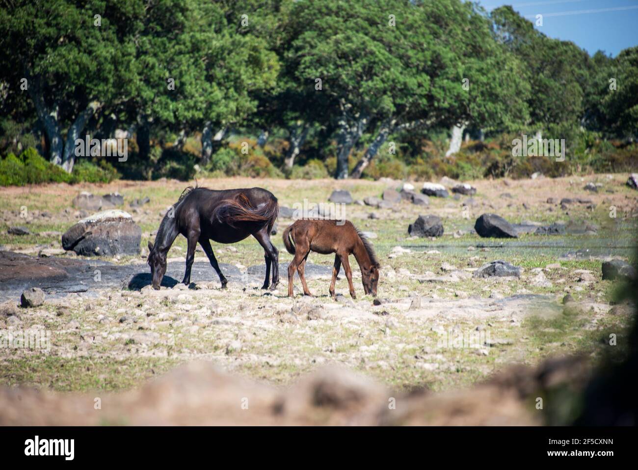 Cavallini della Giara, cavalli selvatici, Giara di Gesturi altopiano basaltico, Marmilla, Provincia di Medio Campidano, Sardegna, Italia Foto Stock