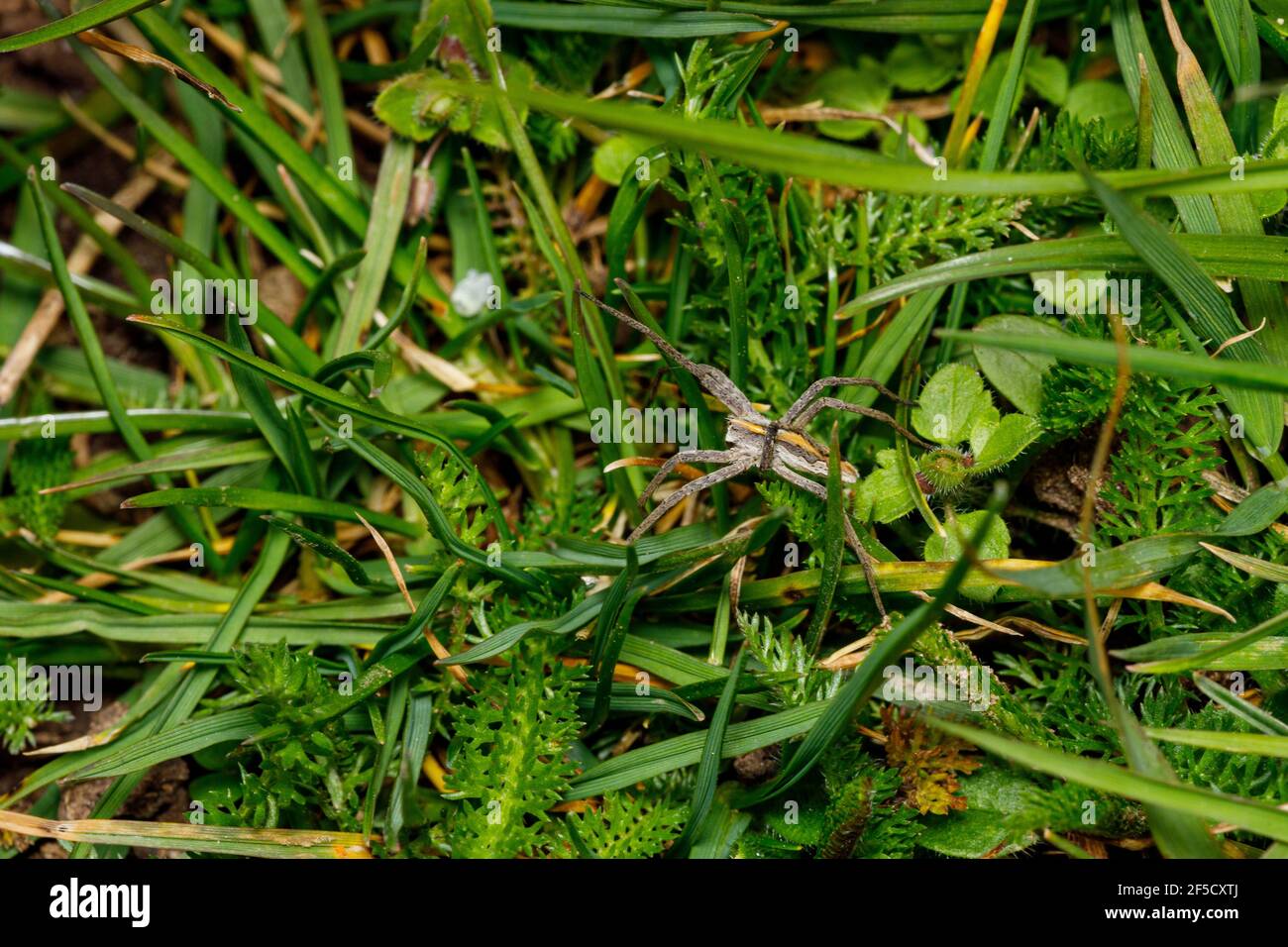Caccia e ragno predatore su un prato Foto Stock