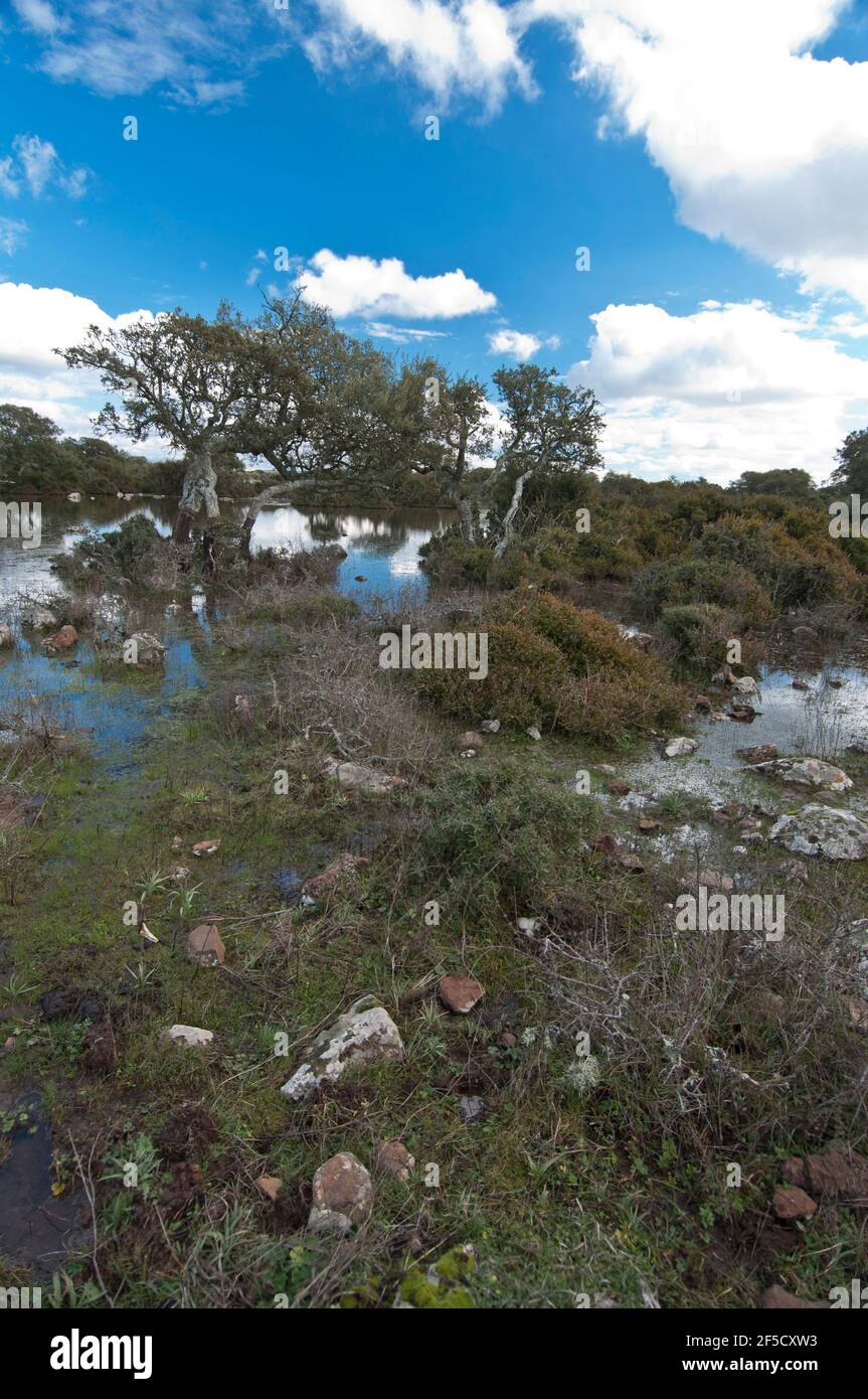 Cavallini della Giara, cavalli selvatici, Giara di Gesturi altopiano basaltico, Marmilla, Provincia di Medio Campidano, Sardegna, Italia Foto Stock