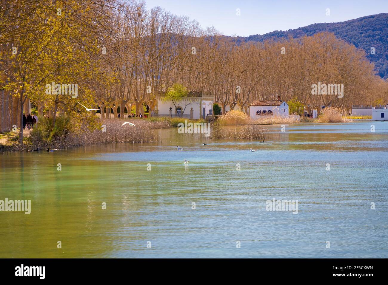 Particolare del lago di banyoles con le sue piante e canne dove anatre e uccelli cercano il loro cibo. Banyoles, Catalogna, Spagna Foto Stock