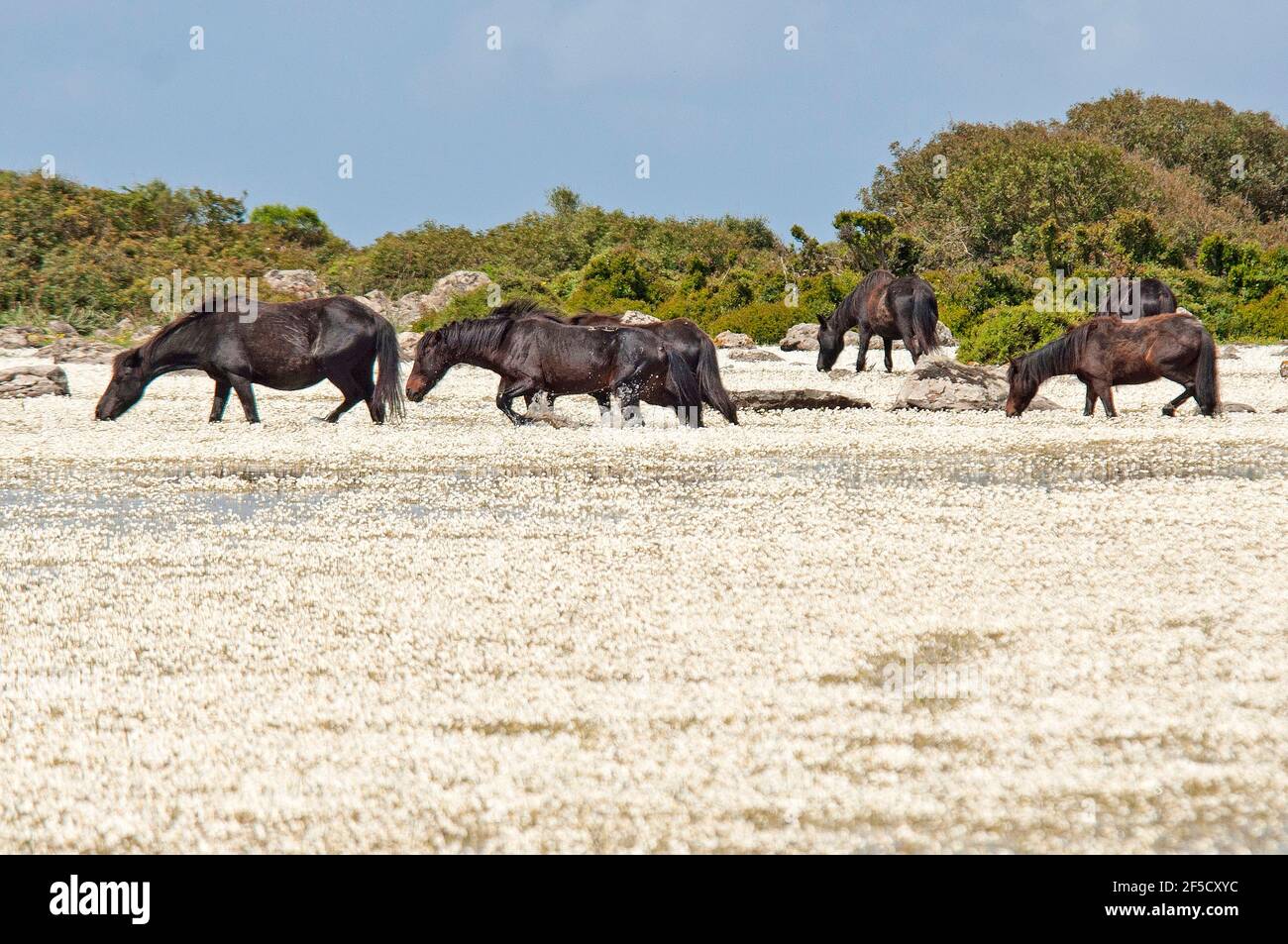 Cavallini della Giara, cavalli selvatici, Giara di Gesturi altopiano basaltico, Marmilla, Provincia di Medio Campidano, Sardegna, Italia Foto Stock