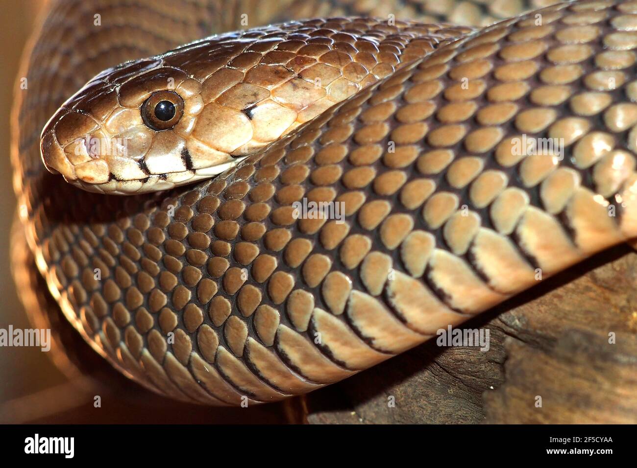 Mozambico sputing Cobra, Naja mossambica, Riserva Naturale, Botswana, Africa Foto Stock