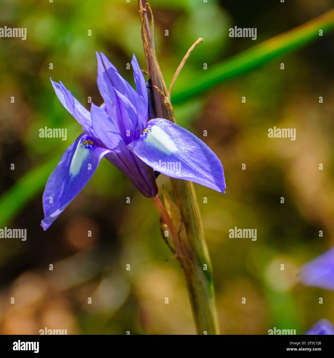 Blue Iris o Barbary Nut, (Moraea simyrinchium SYN. Gynandriris sisyrinchium) fotografato in Israele nel marzo un iris nano, nel genere Moraea, nativ Foto Stock