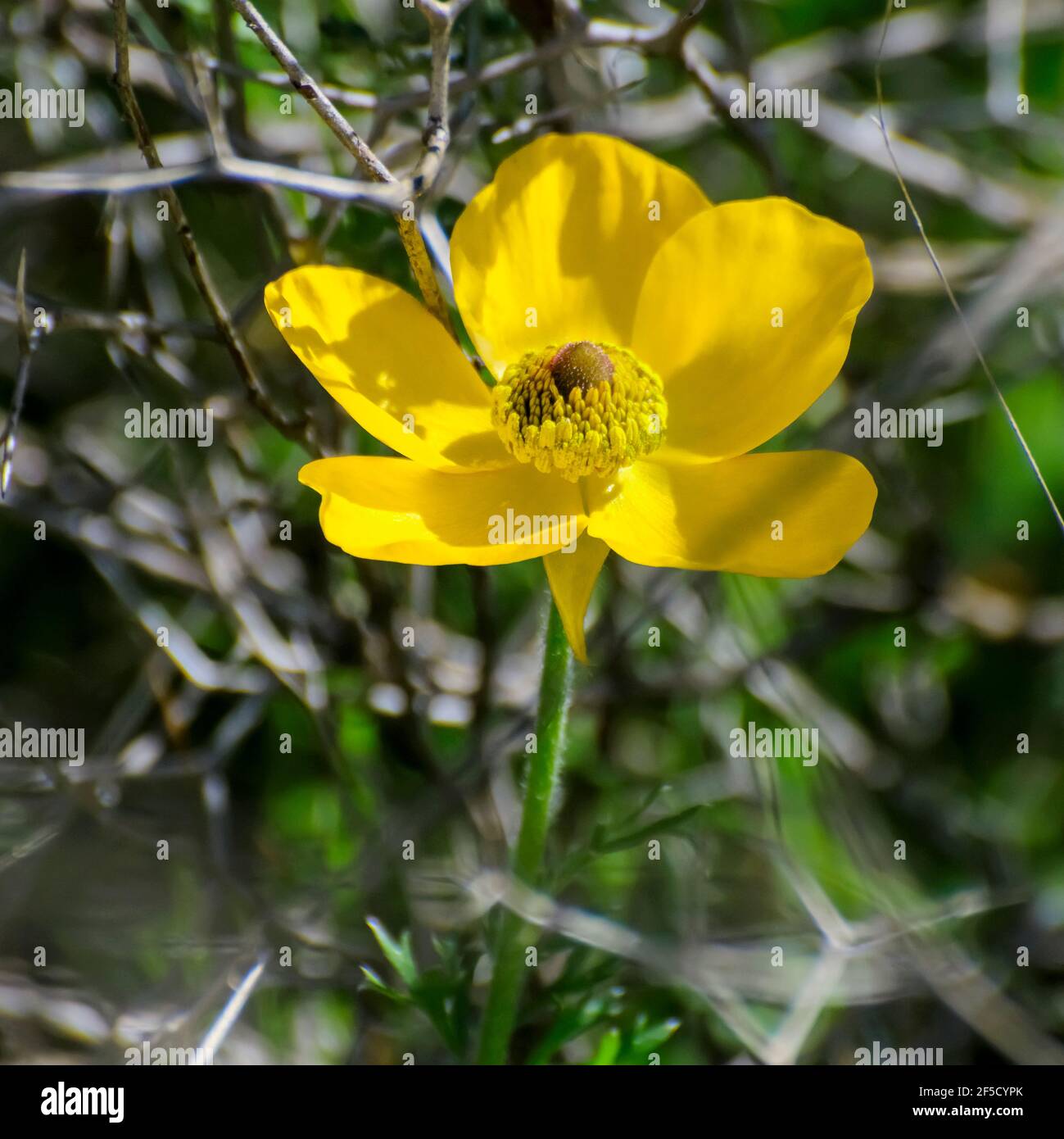 Il Ranunculus asiaticus, raro, giallo, è una specie di butterCup (Ranunculus) originaria della regione mediterranea orientale del sud Foto Stock
