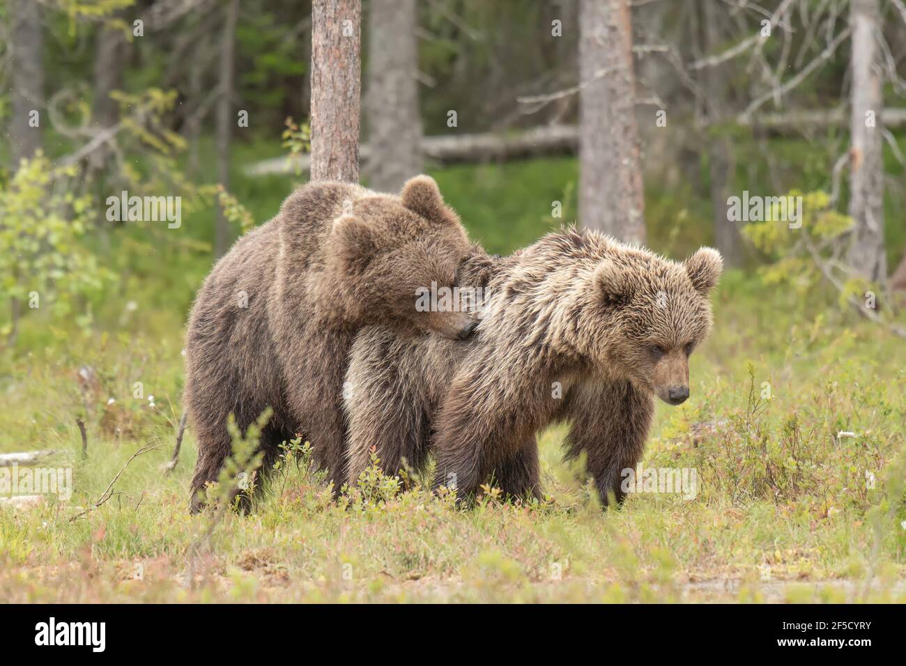 Primo piano di due giovani orsi bruni che si accoppiano sul Palude finlandese Foto Stock