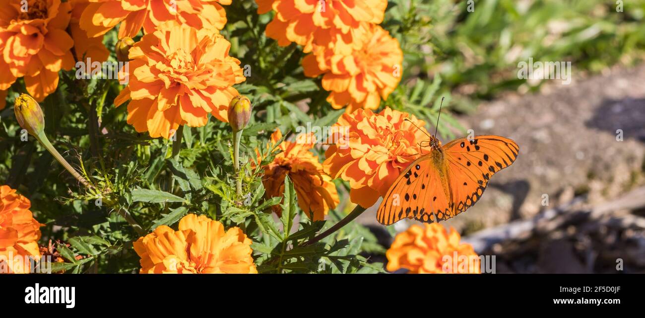 Farfalla arancione su fiore di marigold Foto Stock