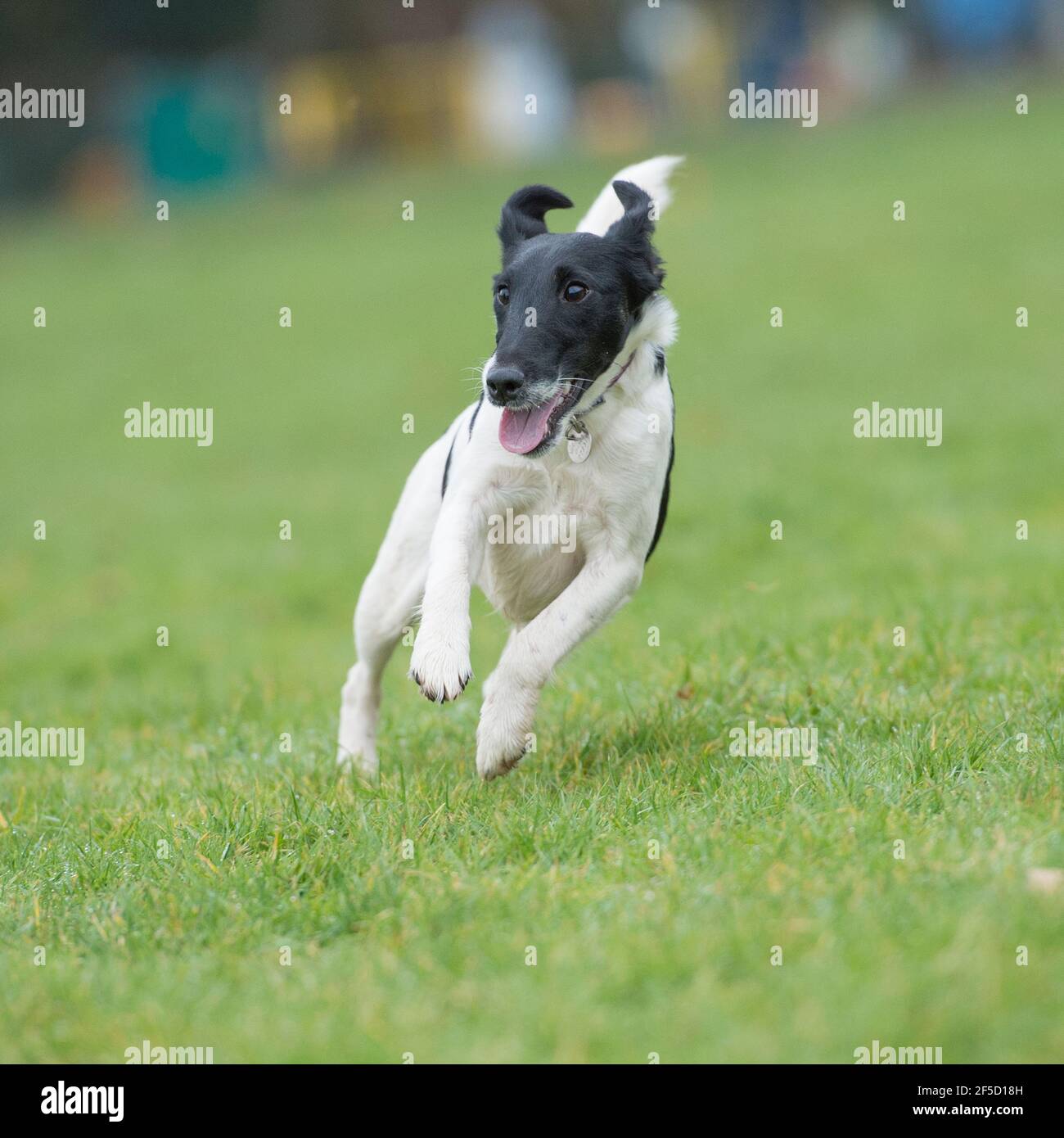 cane liscio in volpe terrier Foto Stock