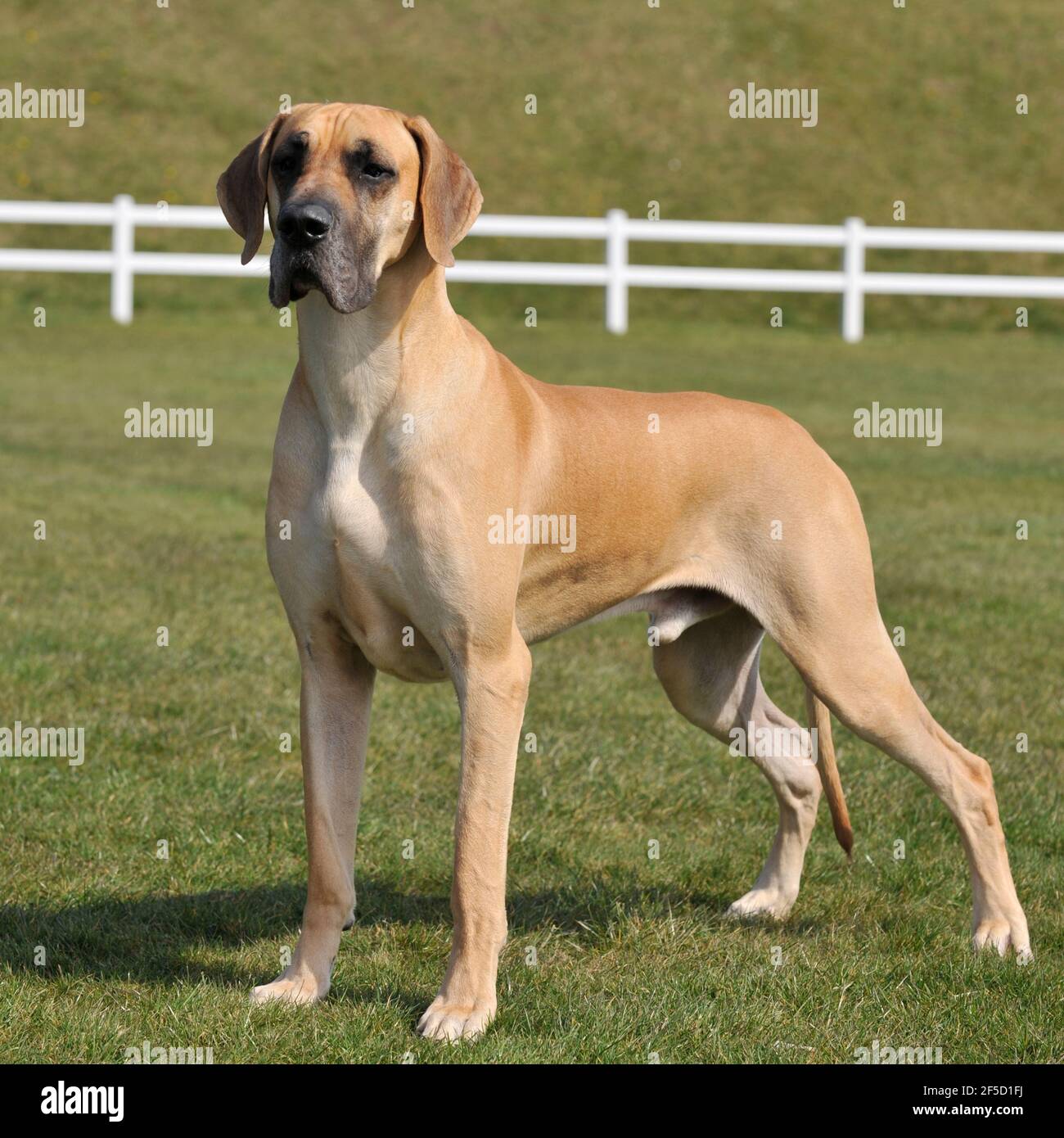 pegno grande cane danese Foto Stock