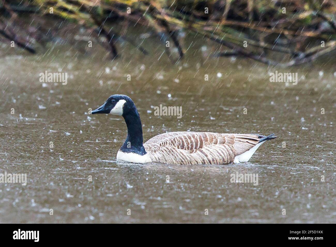 Kidderminster, Regno Unito. 26 Marzo 2021. Tempo nel Regno Unito: Con gli acquazzoni di pioggia previsti per la maggior parte di oggi e per il fine settimana in avanti, l'unica fauna selvatica che gode la pioggia sembra essere questa sola oca del Canada visto qui nuotare a metà doccia come la pioggia sta rimbalzando fuori della superficie dell'acqua. Credit: Lee Hudson/Alamy Live News Foto Stock