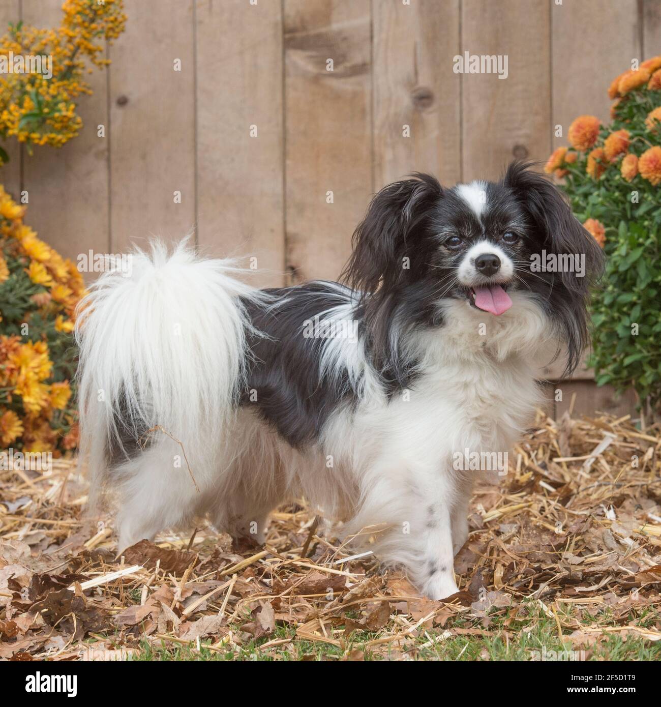 phalene papillon cane Foto Stock