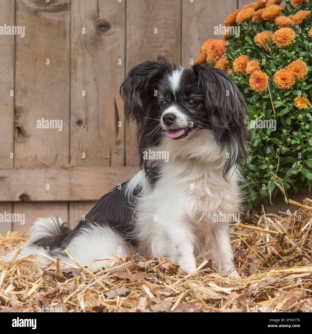 phalene papillon cane Foto Stock