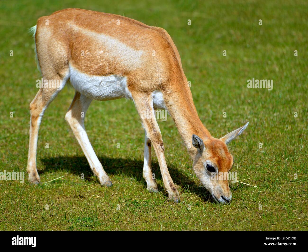 Il nerbuck femminile (Anilope cervicapra), conosciuto anche come antilope indiano, è un antilope originario dell'India e del Nepal, pascolando e visto dal profilo Foto Stock