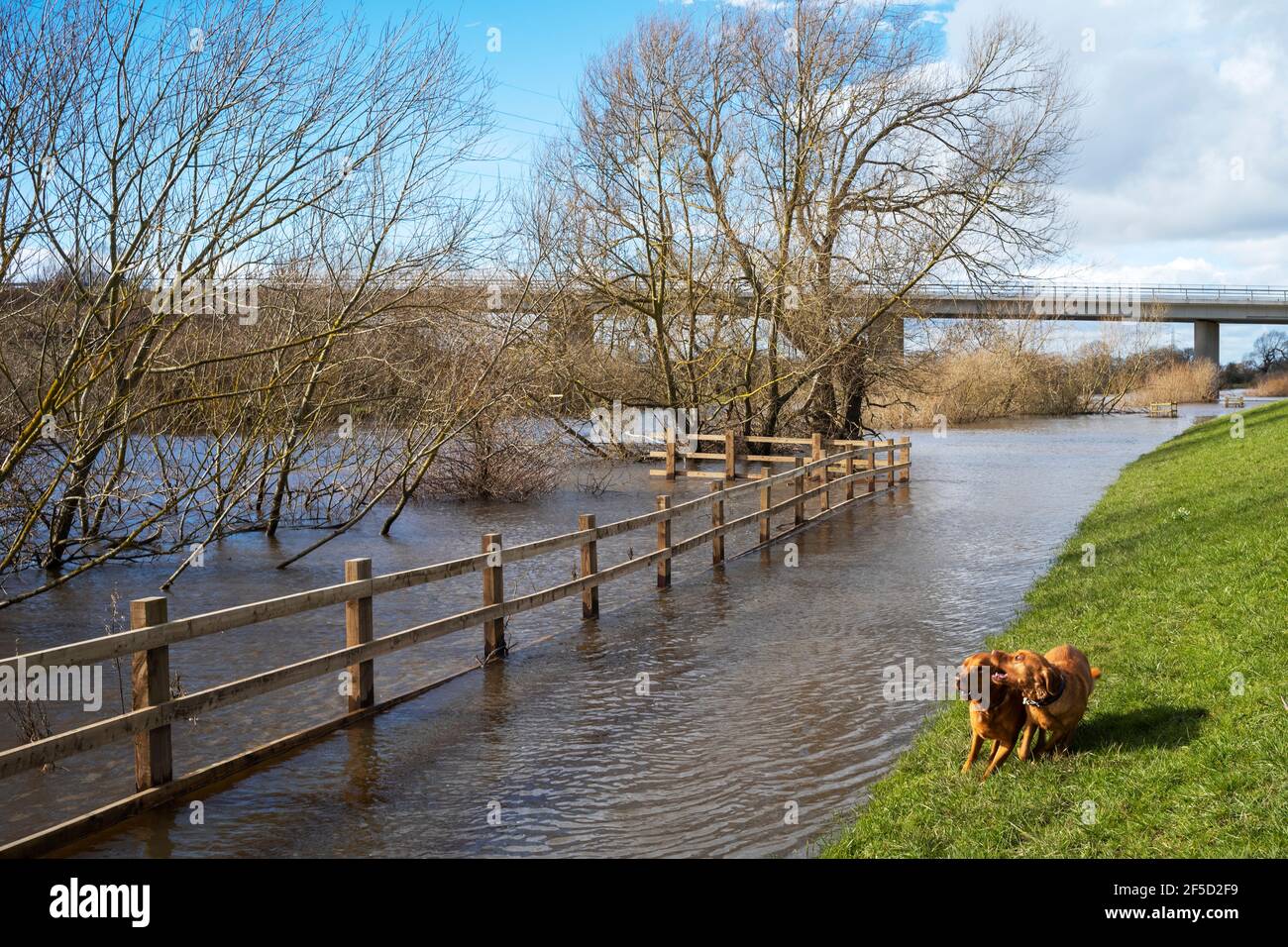 Rampicante lungo il levee, River Ouse, Clifton Ings, York, Regno Unito Foto Stock