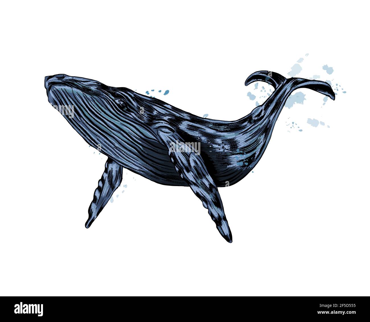 Megattere, balena blu da un tuffo di acquerello, disegno colorato, realistico. Illustrazione vettoriale delle vernici Illustrazione Vettoriale