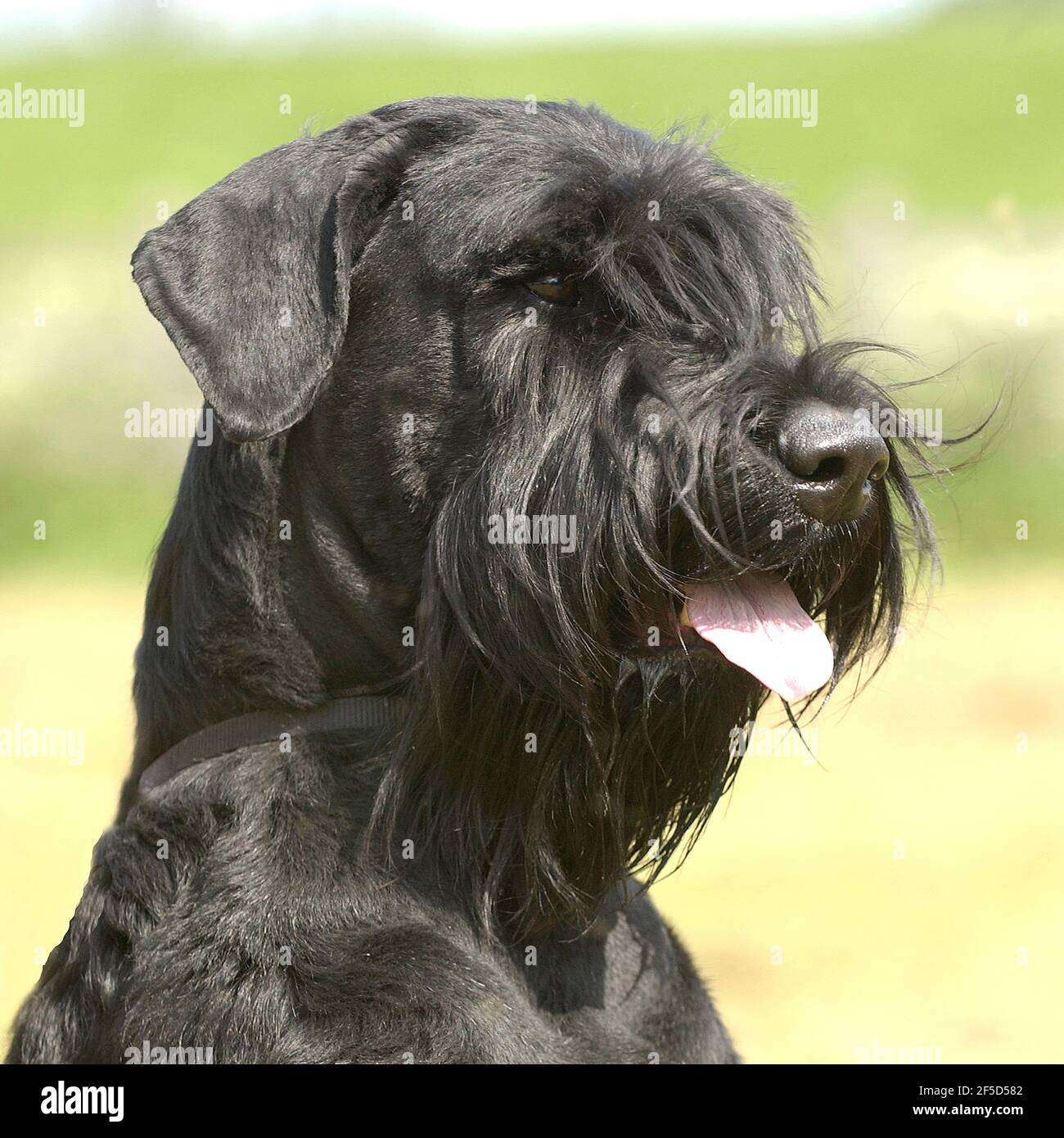 cane schnauzer gigante Foto Stock