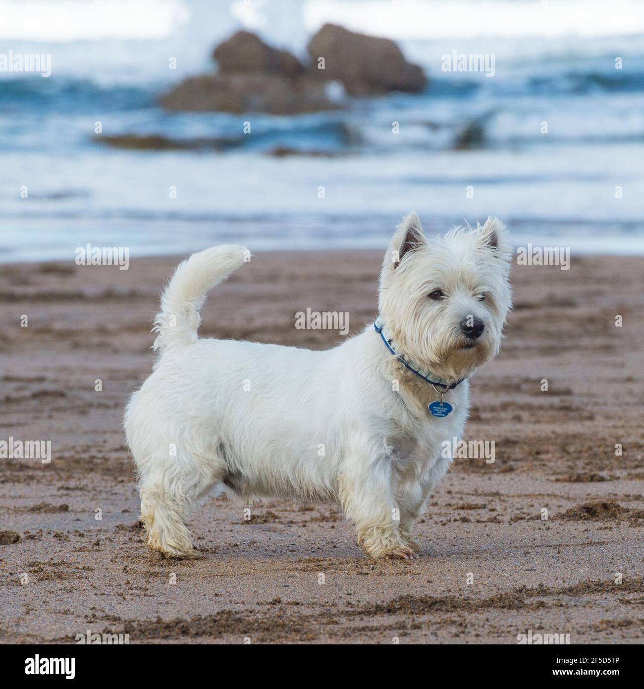 West Highland White Terrier Foto Stock