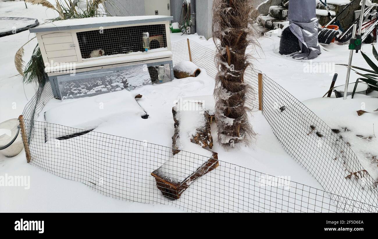 Porcellino di Guinea domestico (cavia apiera F. porcellus, cavia porcellus), innevato in recinto di cavia in giardino d'inverno, Germania Foto Stock