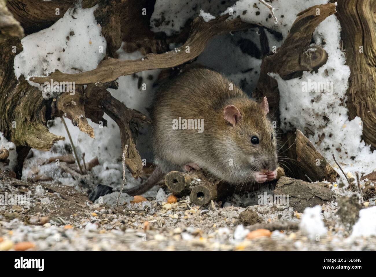 Ratto bruno, ratto bruno comune, ratto norvegese, ratto comune (Rattus norvegicus), foraggio in un luogo di alimentazione degli uccelli in inverno, Germania, Baviera Foto Stock