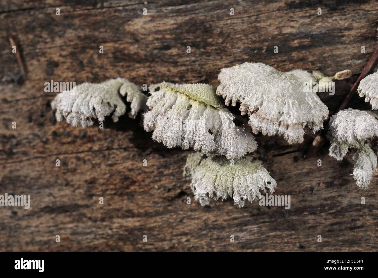Porecrust comune (comune di Schizophyllum), corpi fruttanti su faggio morto, Germania, Nord Reno-Westfalia, NSG Lampertstal Foto Stock