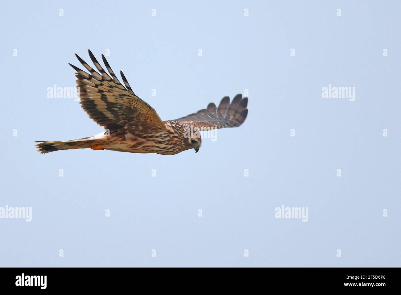 Hen harrier (Circus cyaneus), foraggio femminile in volo, Paesi Bassi, Frisia Foto Stock