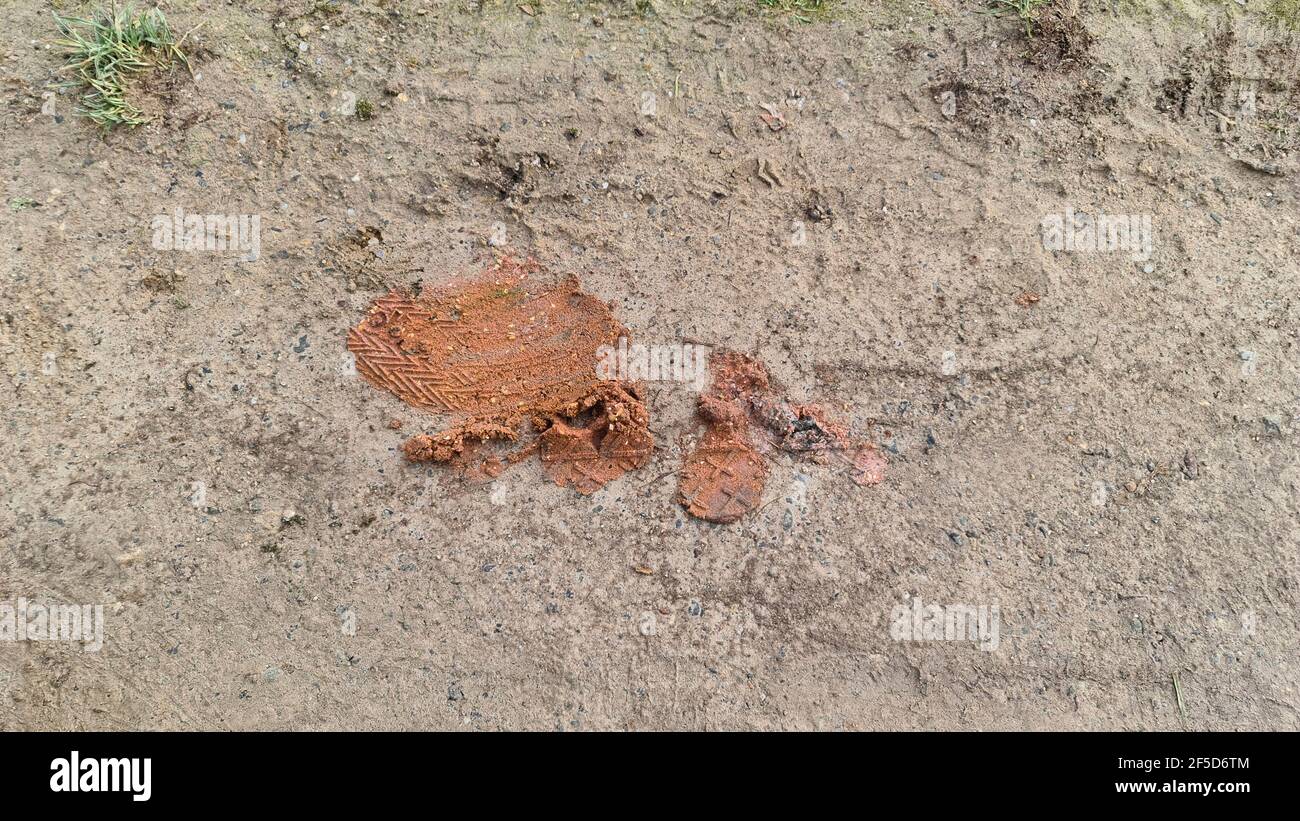 Cane calpestato poo, Germania Foto Stock