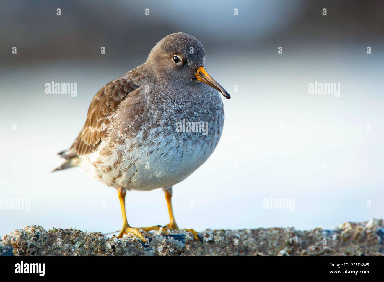 Arenaria viola (Calidris maritima), lungo la costa del Mare del Nord, Belgio, Fiandre Occidentali Foto Stock