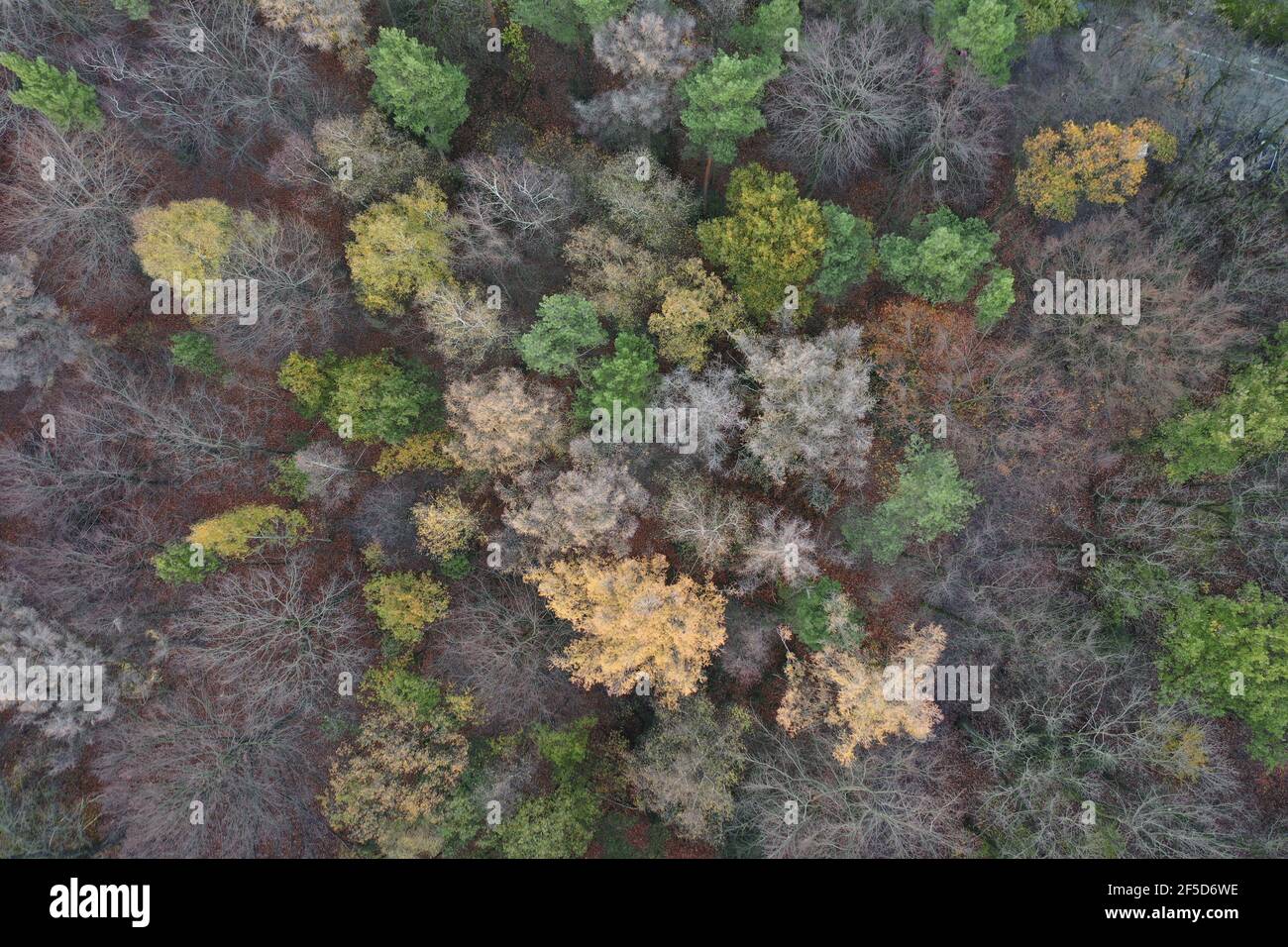 Foresta mista in autunno, foto drone, Germania, Nord Reno-Westfalia, Hilden Foto Stock