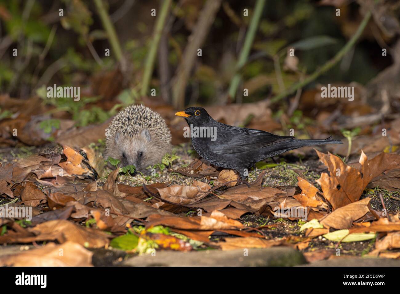 blackbird (Turdus merula), in un luogo di alimentazione con giovane hedgehog, Germania, Baviera Foto Stock