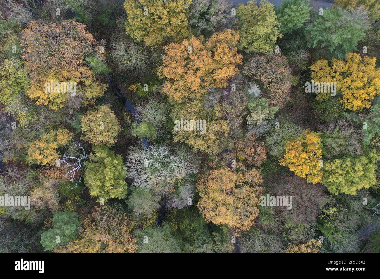 Foresta mista in autunno, foto drone, Germania, Nord Reno-Westfalia, Hilden Foto Stock