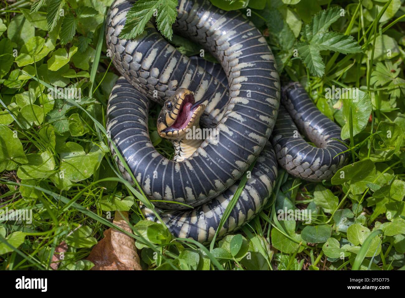 Serpente d'erba (Natrix natrix), feigning morte dopo attacco di gatto, thanatosis, Germania, Baviera Foto Stock