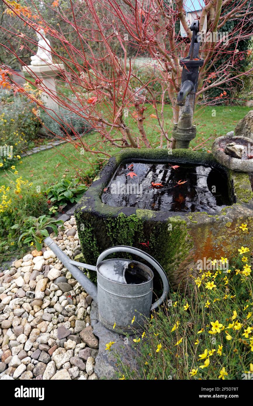 Acero giapponese (Acer palmatum), gelando l'acqua nel pozzo nel giardino con foglie d'acero, Germania Foto Stock