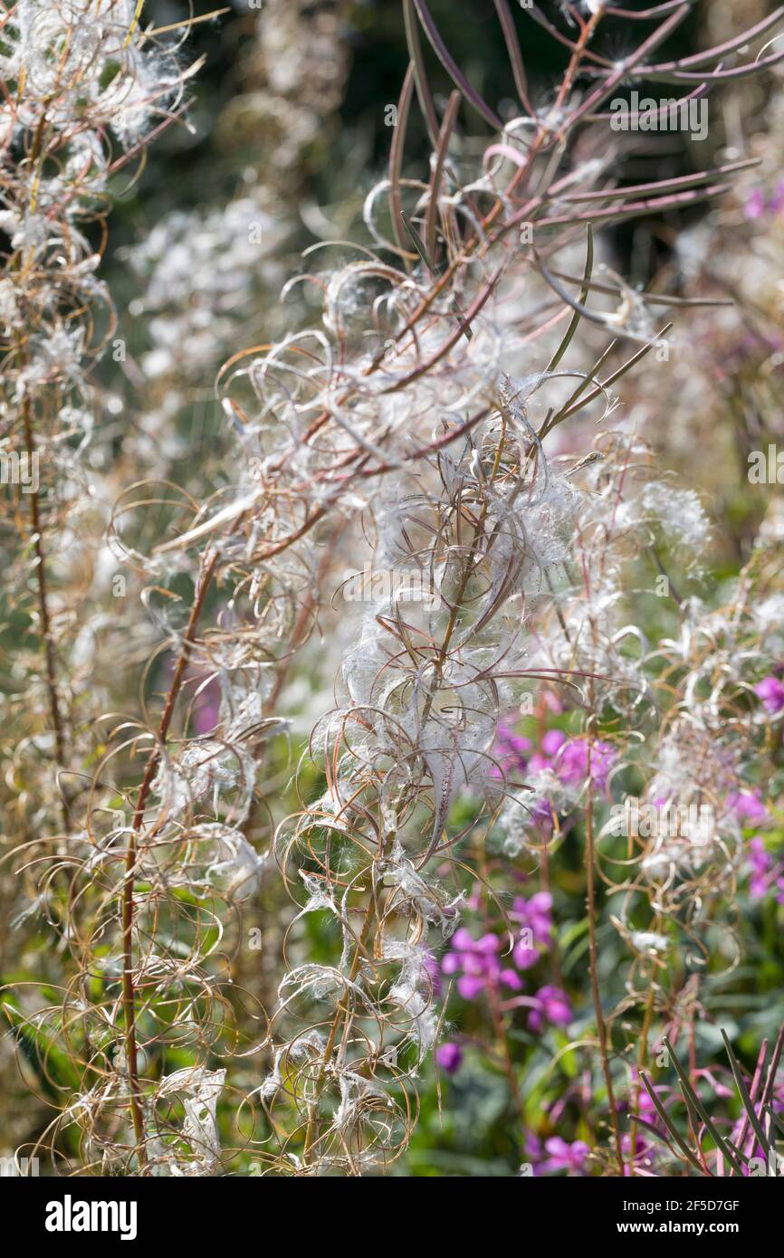 Erbacce, sally fiorente, Rosebay salice-erba, Grande salice-erba (Epilobium angustifolium, Chamerion angustifolium), frutta e semi, Germania Foto Stock