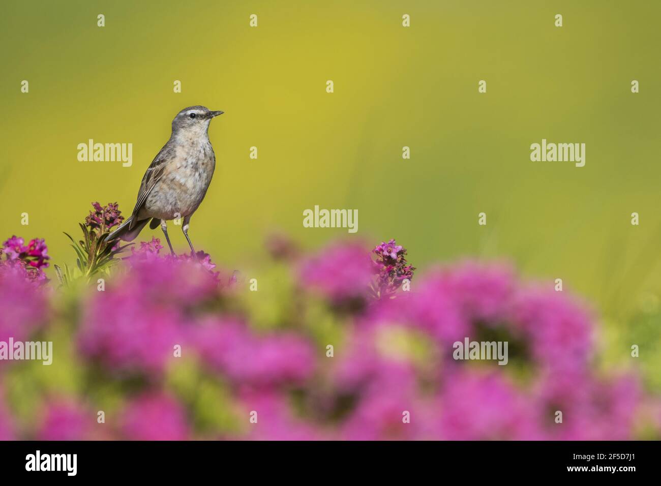 Acquedotto (Anthus spinoletta, Anthus spinoletta spinoletta), adulto in allevamento piombato in Alp montagna, Svizzera Foto Stock