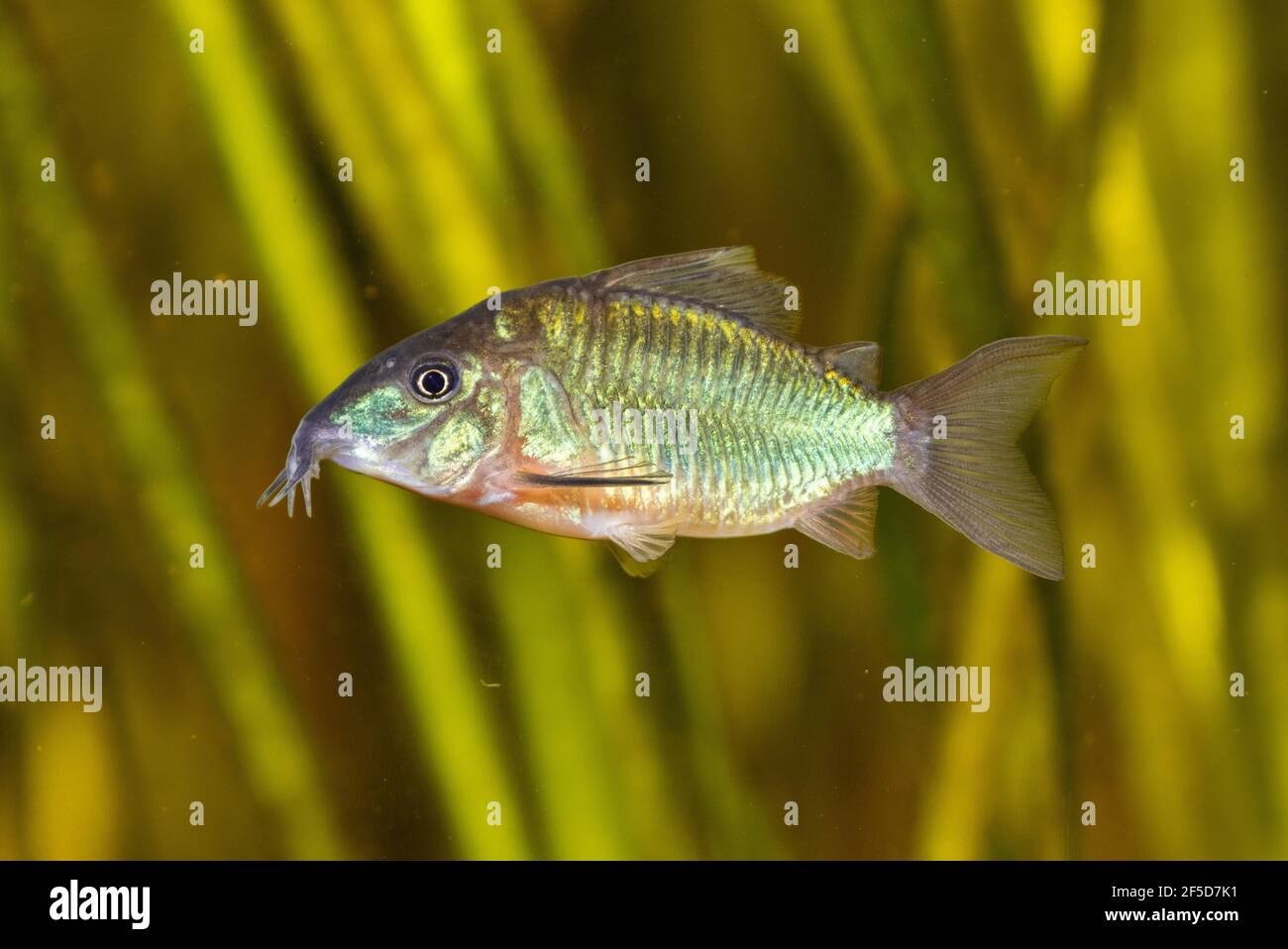 Alta fin brochis, Smeraldo catfish (Corydoras splendens, Brochis splendens, Callichthys splendens), nuoto Foto Stock