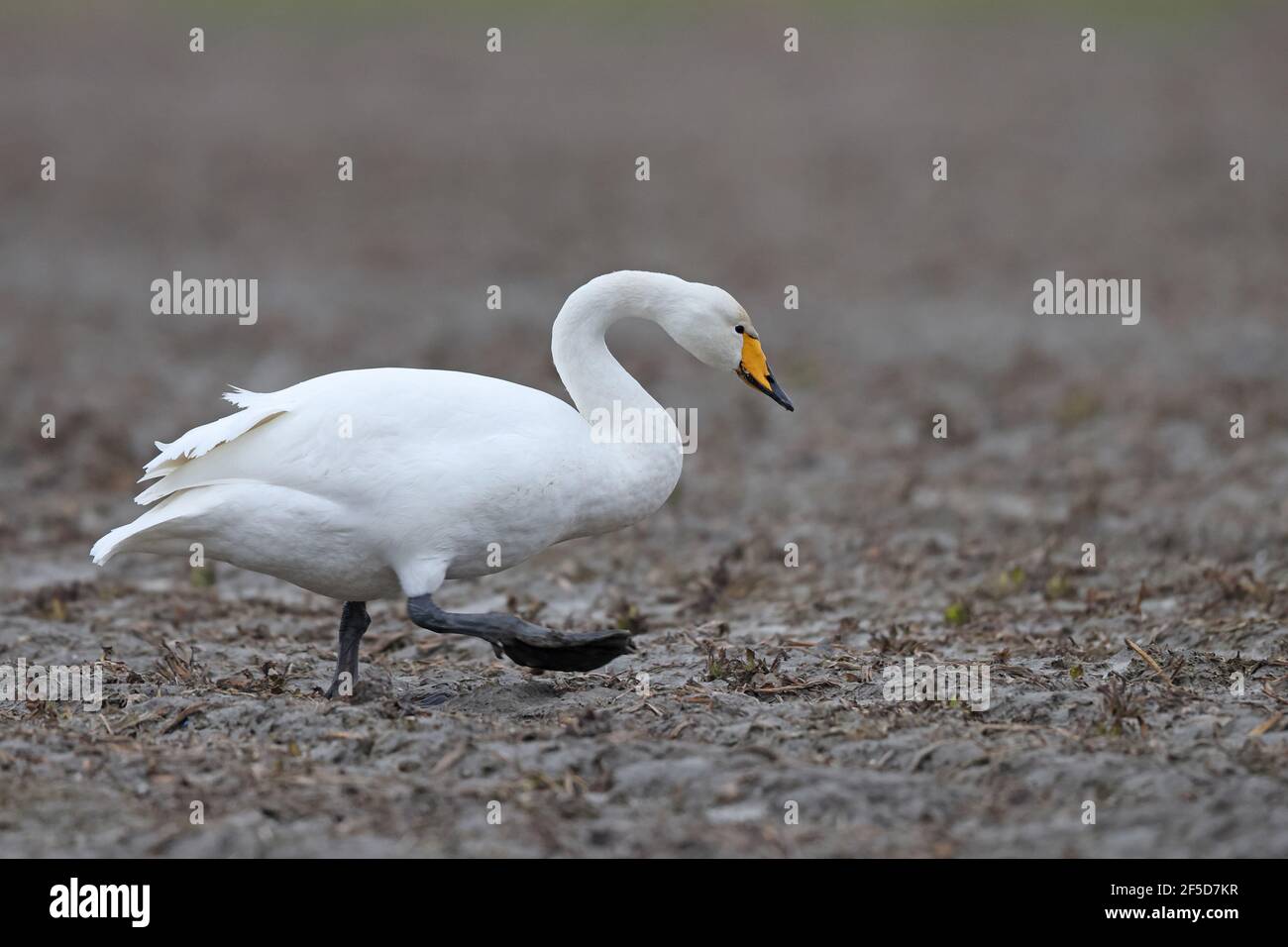 whooper cigno (Cygnus cygnus), passeggiate su un campo, Paesi Bassi, Frisia, Paesens Foto Stock