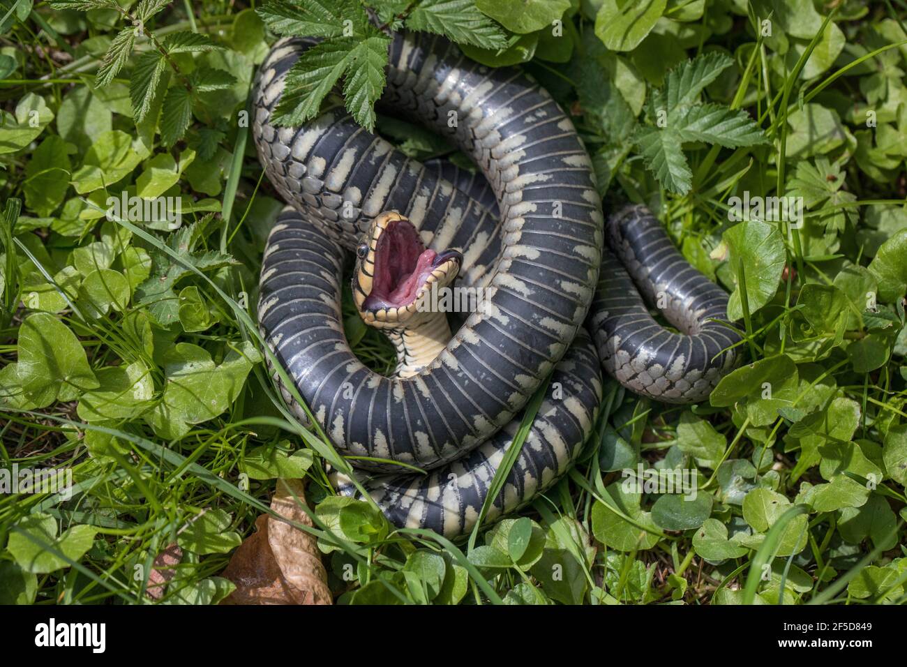 Serpente d'erba (Natrix natrix), feigning morte dopo attacco di gatto, thanatosis, Germania, Baviera Foto Stock