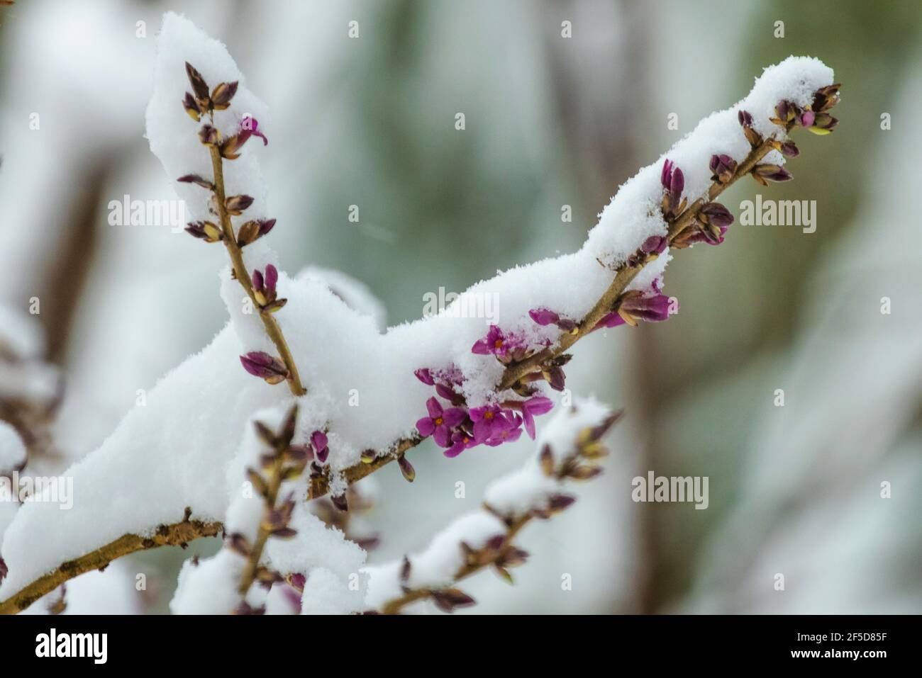 Mezereon, febbraio daphne (Daphne mezereum), fiorente e coperto di neve, Germania, Baviera Foto Stock