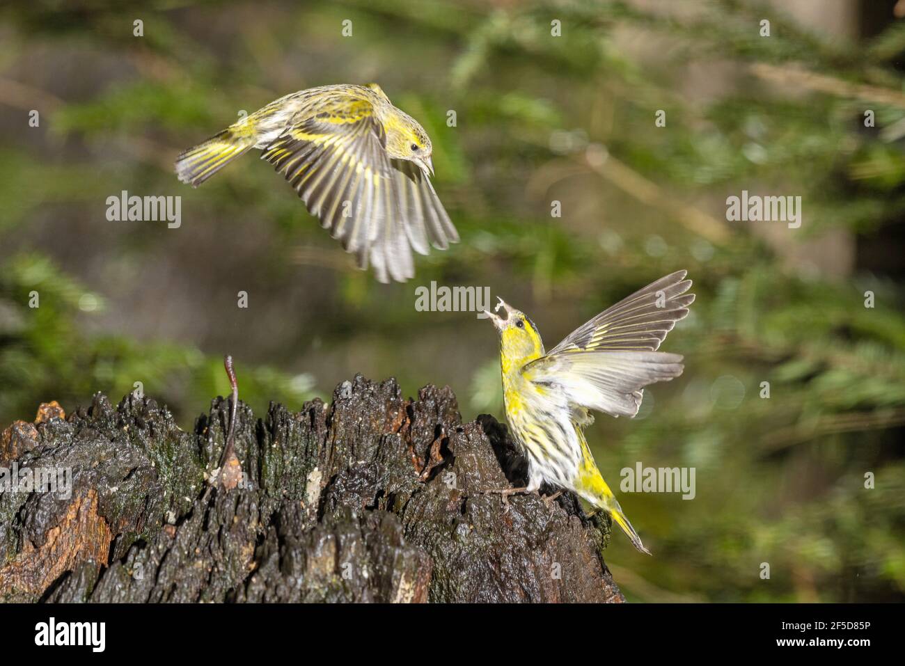 Pelle di abete rosso (Spinus spinus, Carduelis spinus), due maschi che combattono in volo, Germania, Baviera Foto Stock